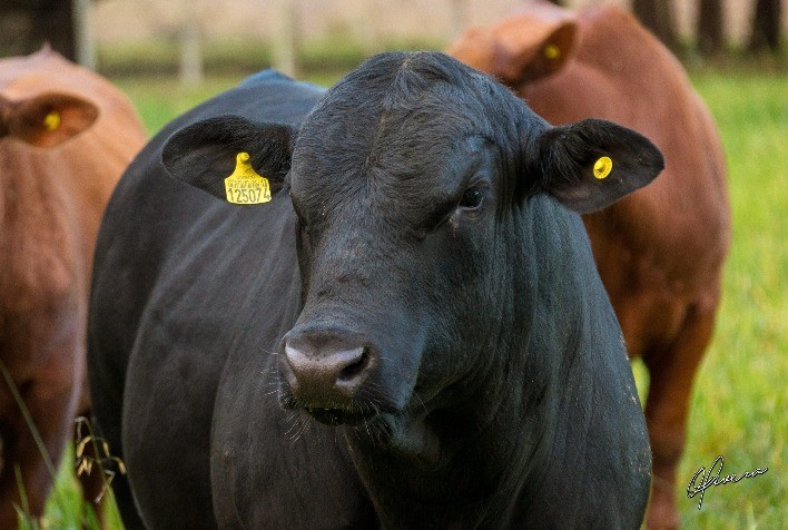 Leilão Integração Apresenta Genética de Elite em São Francisco de Assis