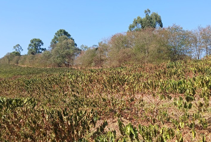Safra de café em Minas Gerais pode cair até 23% em 2024