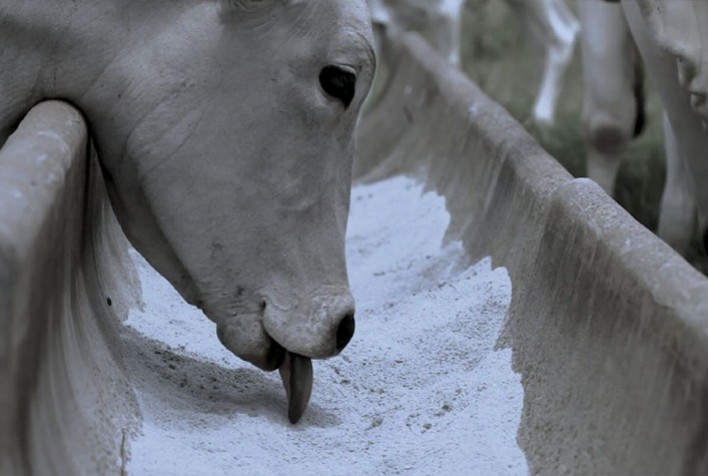 Suplementação para Pecuária: Estratégia de Redução de Custos Ganha Espaço no Mercado