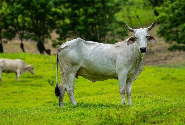 Prevenção contra parasitas bovinos: medidas essenciais para a primavera