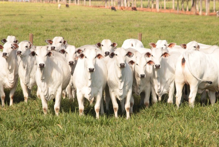 Compra Coletiva de Embriões Nelore Promete Acelerar Melhoramento Genético de Rebanhos de Corte
