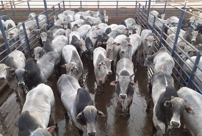 Etapa de Iturama Avaliará Mais de Mil Animais no Circuito Nelore de Qualidade