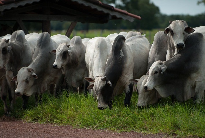 Brasil registra novo recorde no rebanho bovino, que cresce 12,7% em relação à população