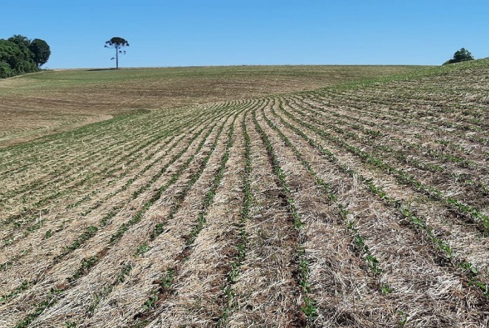 Plantio da soja inicia em Mato Grosso: cuidado com a pressa e a desinformação