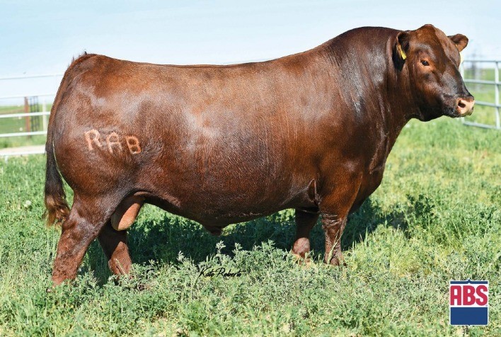 Genética ABS Lidera Ranking de Registros de Red Angus nos EUA
