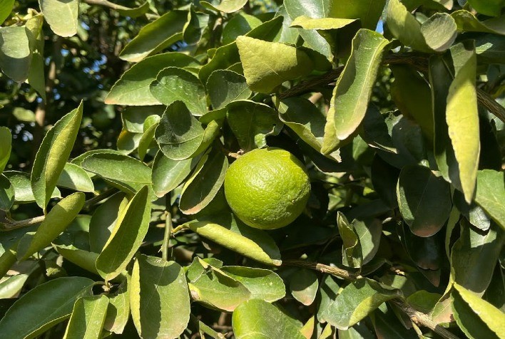 Frutas Katira Ruma à Liderança no Mercado de Limão Tahiti e Planeja Expansão Internacional