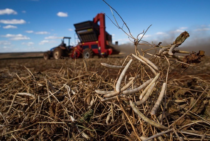 Vazio Sanitário do Feijão: Medida de Proteção Inicia em Goiás