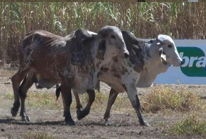 Embrapa Cerrados Realiza Leilões Online de Bovinos Nelore e Leiteiros nesta Terça e Quarta