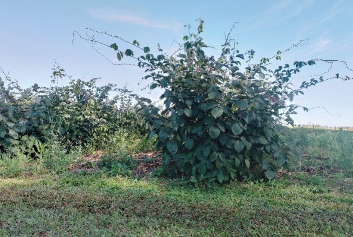 Emater-MG Apresenta Cartilha sobre a Cratília: Uma Planta Multifuncional para o Campo