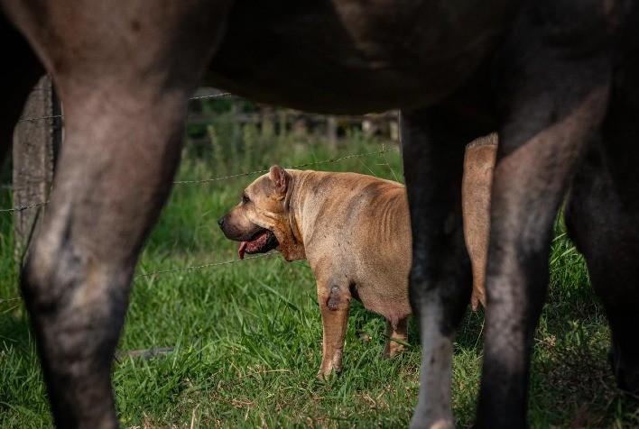 Cães: parceiros indispensáveis nas atividades de fazendas e haras
