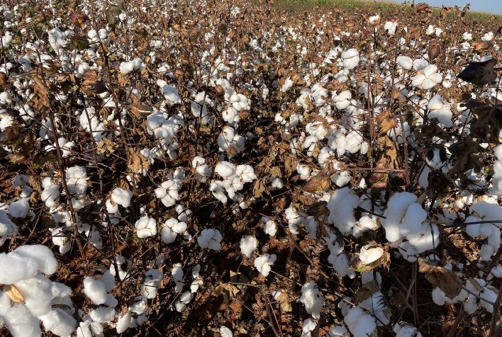 Sipcam Nichino Recebe Registro para Acaricida Fujimite® 50 SC no Controle do Ácaro-Rajado do Algodoeiro