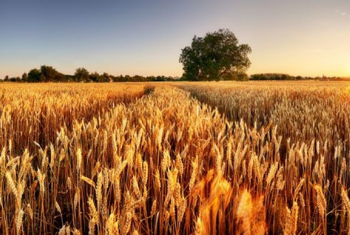 Albaugh apresenta Metrik® 500, um maturador com concentração superior