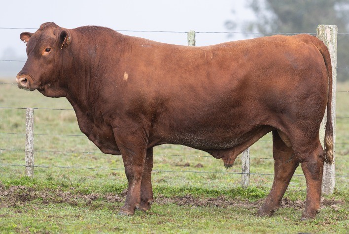 Estância da Gruta Apresenta Genética de Alta Qualidade da Raça Montana em Pelotas