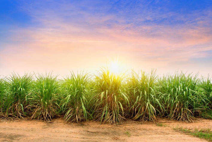 Impacto Climático Reduz Produtividade da Cana-de-Açúcar em Mato Grosso do Sul em 7,9%