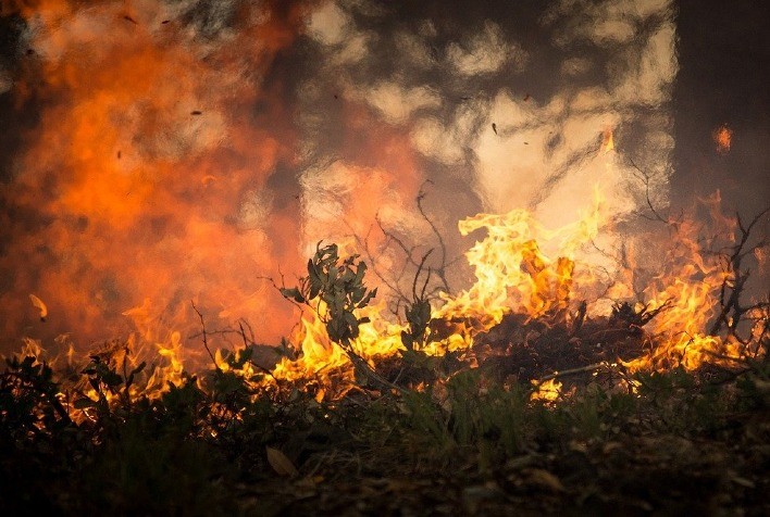 Incêndios em Minas Gerais Afetam Lavouras de Café, Cana e Grãos