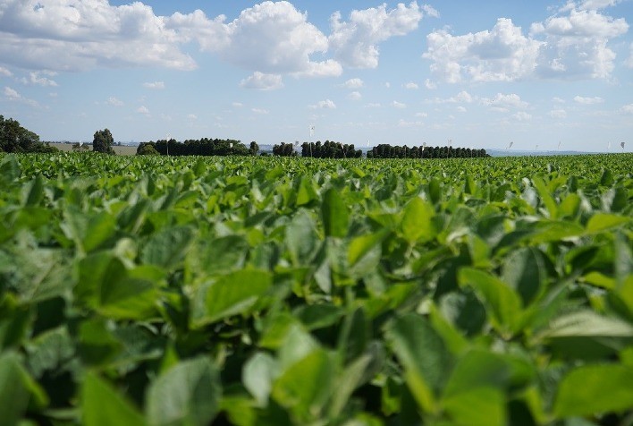Cooperados da Frísia devem cultivar 112 mil hectares de soja na safra 2024/2025 no Paraná