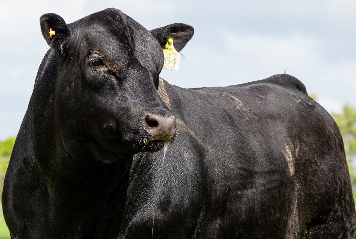 Cabanha Recalada Apresenta Seleção Angus na Expofeira de Pelotas