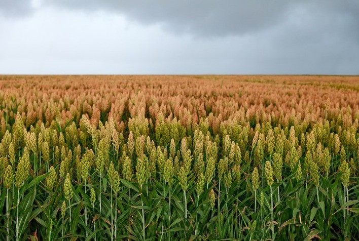 Brasil Espera Aprovação da China para Iniciar Exportação de Sorgo
