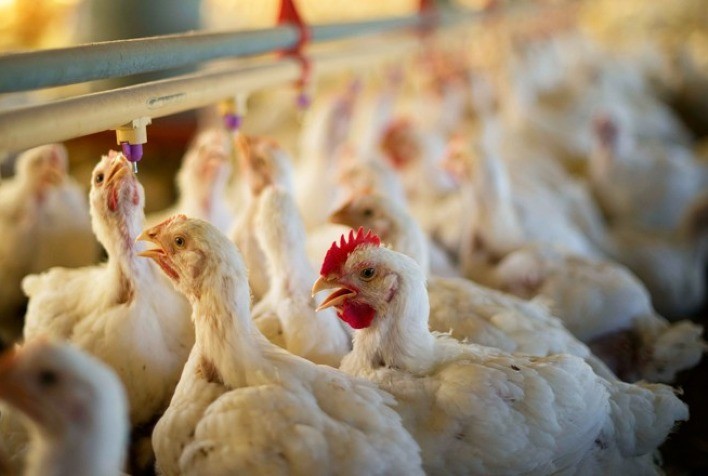 Em 2024 frango vivo e abatido voltam a registrar, aproximadamente, o mesmo diferencial de preços de 2019