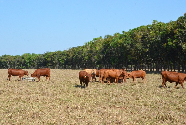 Área Demonstrativa do Sistema ILPF: Destaque na Feicorte 2024