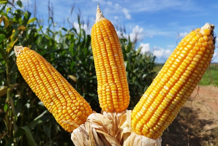 Gran e AgroAcesso Firmam Parceria para Lançar Híbridos de Milho Inovadores e Sustentáveis
