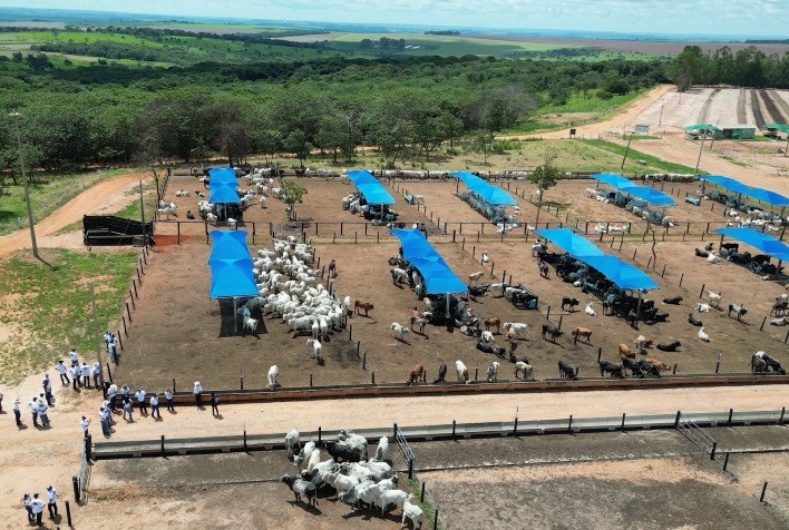 MFG Agropecuária: Pioneirismo em Bem-Estar Animal no Confinamento Bovinocultura