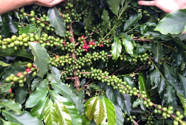Acadian Plant Health destaca benefícios dos bioestimulantes no cultivo de café em evento de Uberlândia