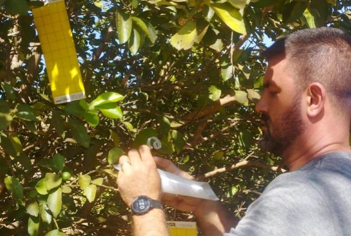 Resultados da Agrodefesa no Combate ao HLB em Goiás