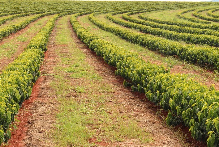 Primavera no Campo: Estratégias para Potencializar o Crescimento das Culturas