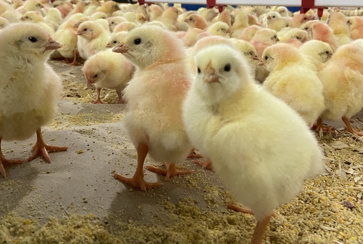 Evento discutirá a importância das matrizes na produção de pintos de um dia e estratégias para atender às novas demandas do setor avícola