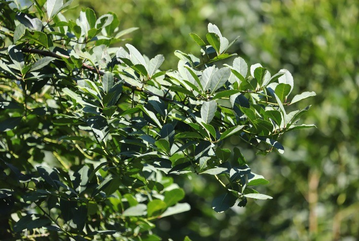 Paraná se destaca na produção florestal nacional, com ênfase na erva-mate