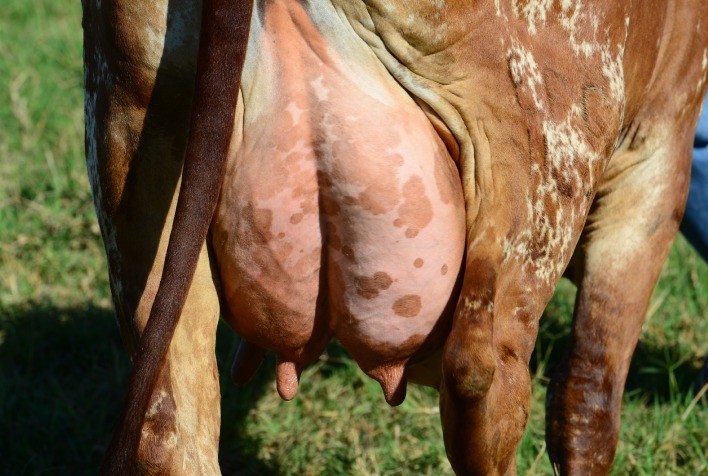 ExpoLeite promove workshop sobre avaliação linear de zebuínos leiteiros