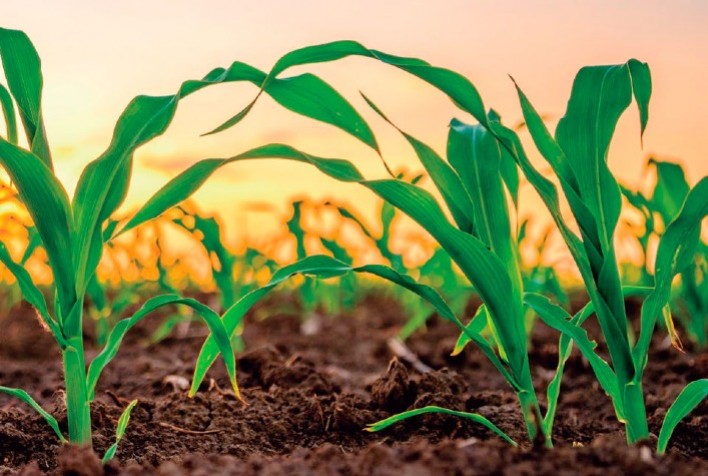 StoneX Revela Pequena Redução na Área da Primeira Safra de Milho 2024/25