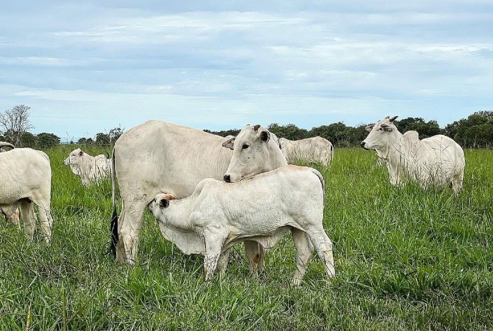 Nutrição Adequada: Pilar Fundamental para Aumentar a Taxa de Concepção em Bovinos, Afirma Especialista da Trouw Nutrition