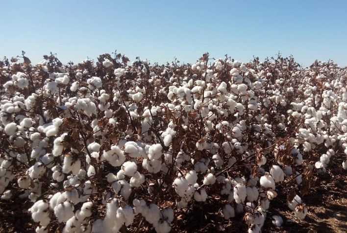 SLC Agrícola Espera Crescimento na Área Plantada de Soja, Milho e Algodão em 2024/25