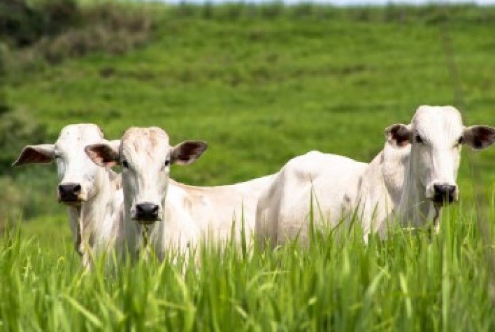 Controle de Vermes: Fundamental para o Bem-Estar e a Produtividade dos Bovinos