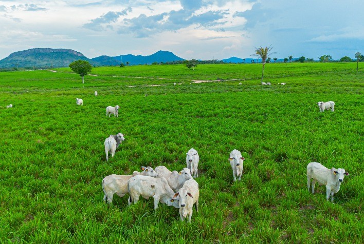 2ª Edição dos Diálogos Boi na Linha: Caminhos para o Desenvolvimento Sustentável da Pecuária em Mato Grosso