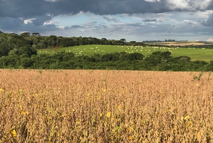 Propriedades Agrícolas Removem Mais de 17 Mil Toneladas de Carbono da Atmosfera, Revela Pesquisa