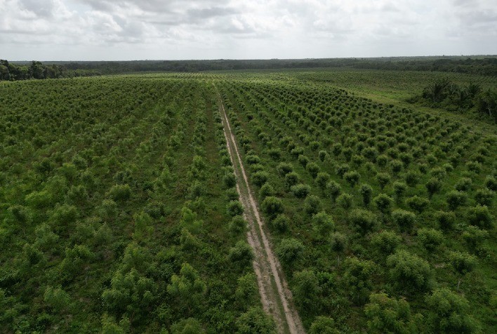 Openeem Registra Crescimento de 90% nas Vendas de Botanicidas e Aumenta Adoção pelos Agricultores