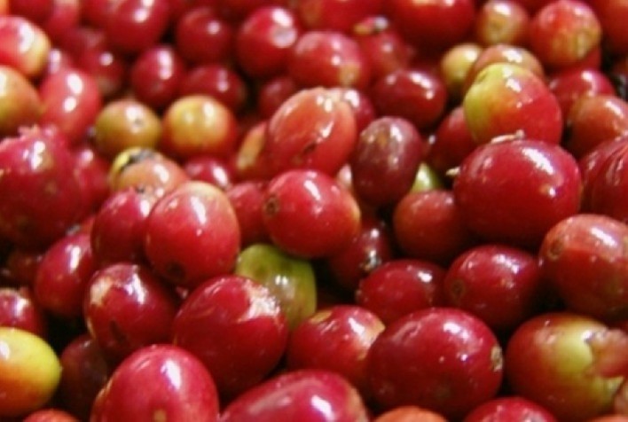 Mercado de Café: Previsão de Chuvas no Brasil Pressiona Cotações Futuras