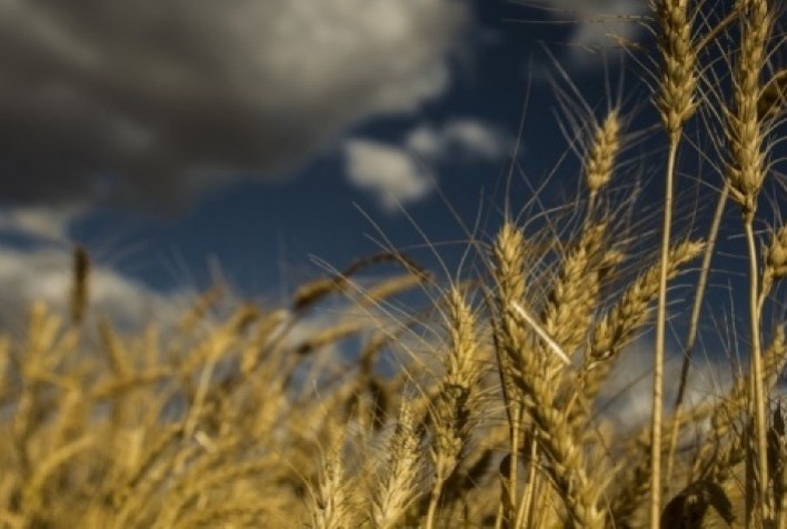 Impacto Climático Reduz Produção de Trigo na Austrália em Mais de Um Milhão de Toneladas