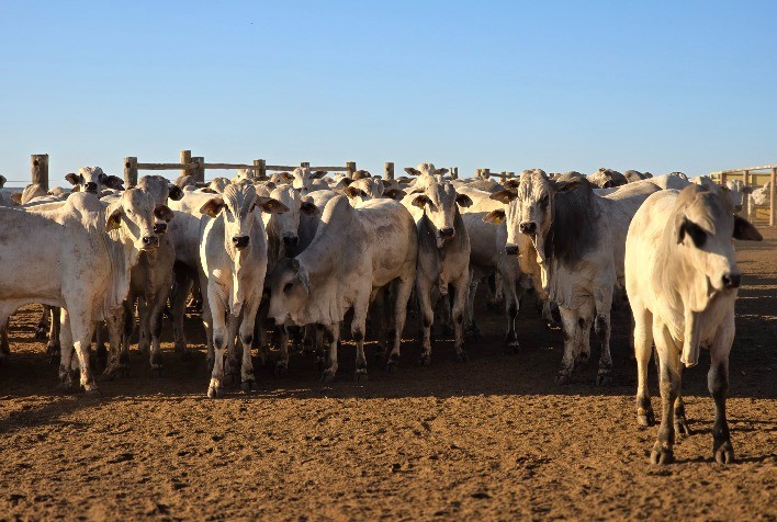 Impactos da Pecuária no Pantanal: Geração de Empregos e Arrecadação são Modestas