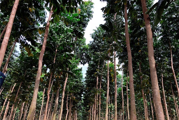 Investimento em Florestas: Alternativa Promissora para Planejar a Aposentadoria