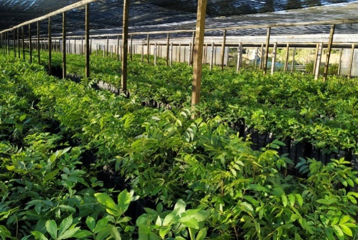 Crescimento da Produção de Noz-Pecã no Brasil é Impulsionado pela Demanda do Mercado Chinês