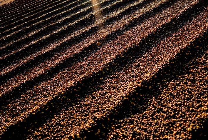 Incertezas climáticas e adiamento de legislação impactam mercado de café com cotações mistas