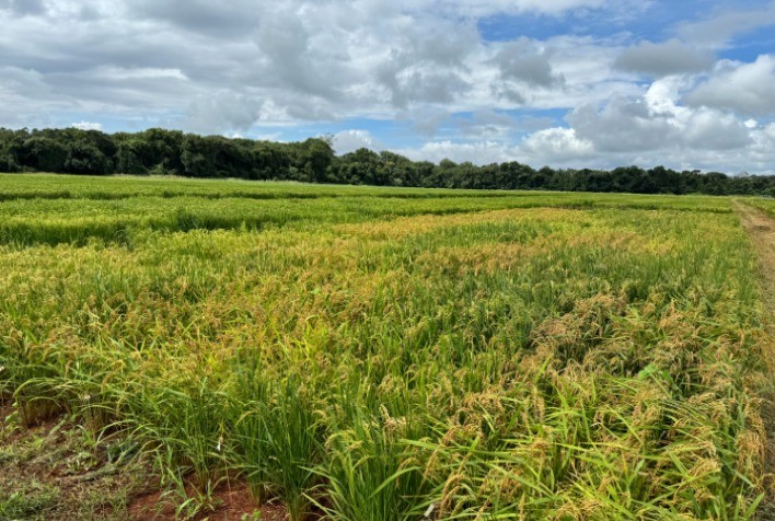 Emater Goiás e Embrapa realizam estudo sobre bioinsumos no cultivo de arroz em Porangatu