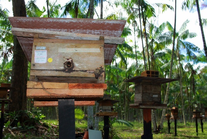 Regulamentação Inédita Impulsiona a Meliponicultura no Pará