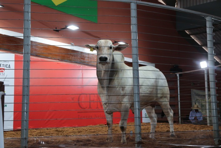 Leilão Virtual CFM oferece 300 touros Nelore CEIP em outubro