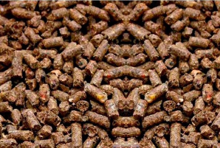 Brasil Expande Oportunidades Comerciais com Abertura de Mercados em Cuba e no Japão