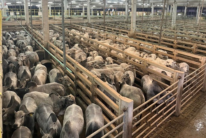 Resultados do Circuito Nelore de Qualidade: Etapa Histórica em Belén, Paraguai